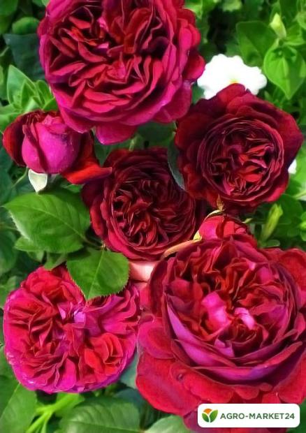 Роза английская пурпурная "Фальстаф" (саженец класса АА+) высший сорт