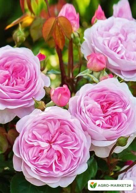 Роза английская бело-розовая "Остин Росалинд" (саженец класса АА+) высший сорт